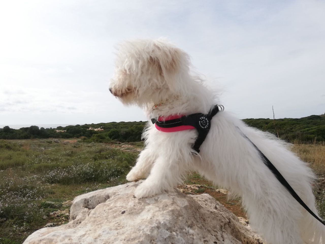 foto di un cane bianco di piccola taglia con pettorina, in un tipico paesaggio pugliese di macchia mediterranea